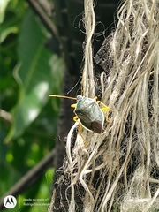 Tynacantha marginata