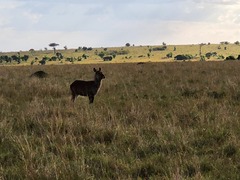 Kobus ellipsiprymnus defassa