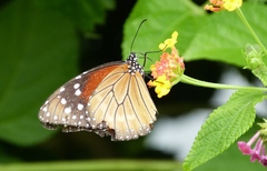 Danaus