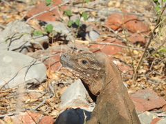 Cyclura cornuta