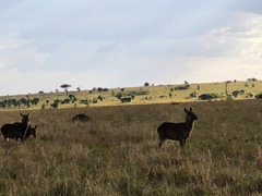 Kobus ellipsiprymnus defassa