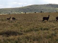 Kobus ellipsiprymnus defassa