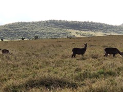 Kobus ellipsiprymnus defassa