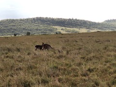 Kobus ellipsiprymnus defassa