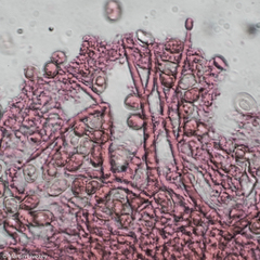 Tubaria