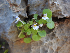 Cymbalaria longipes