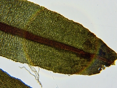 Anomodon rugelii