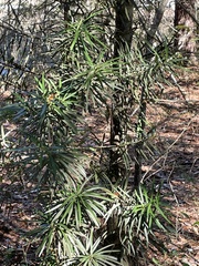 Podocarpus macrophyllus