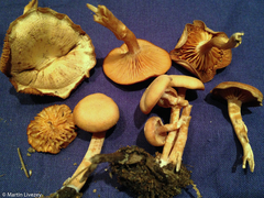 Tubaria
