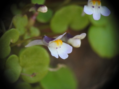 Cymbalaria longipes