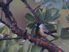 Charitospiza eucosma