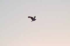 Chordeiles nacunda