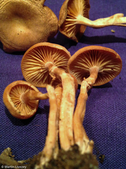 Tubaria