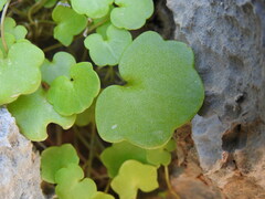 Cymbalaria longipes