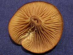 Tubaria