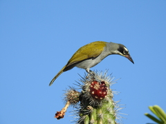 Phaenicophilus palmarum