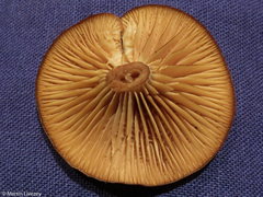 Tubaria
