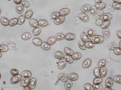 Tubaria