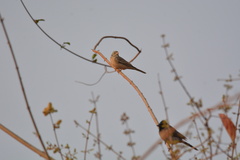 Emberiza buchanani