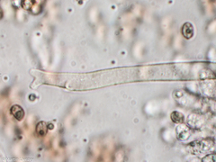 Tubaria