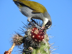 Phaenicophilus palmarum