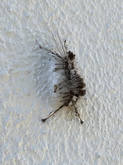 Dasychira meridionalis