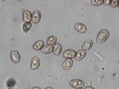 Tubaria