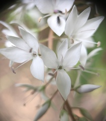 Veronica derwentiana