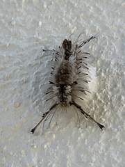 Dasychira meridionalis