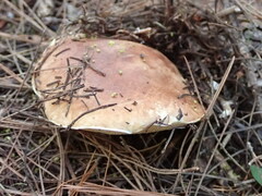 Suillus bellinii