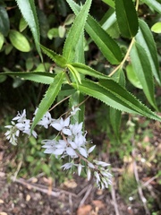 Veronica derwentiana