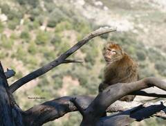 Macaca sylvanus