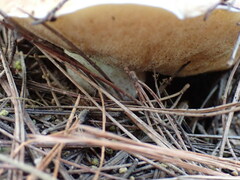Suillus bellinii