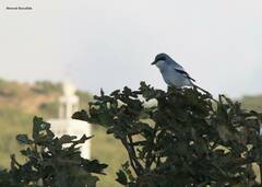 Lanius excubitor