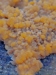Phlebia radiata