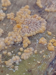 Phlebia radiata