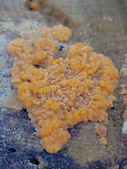Phlebia radiata