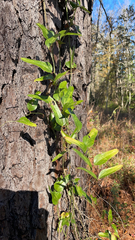 Smilax auriculata