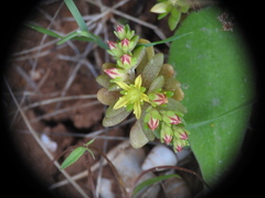 Sedum litoreum