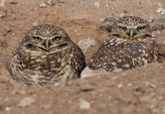 Athene cunicularia hypugaea