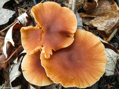 Tubaria