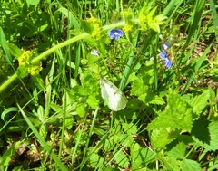 Parnassius mnemosyne