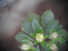 Sedum litoreum