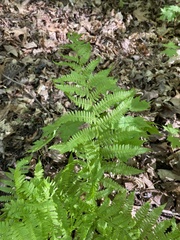 Athyrium angustum