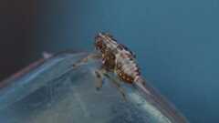 Issus coleoptratus