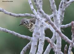 Turdus viscivorus