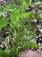 Athyrium angustum