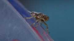 Issus coleoptratus