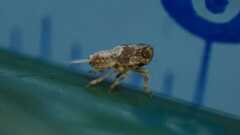 Issus coleoptratus