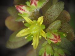 Sedum litoreum